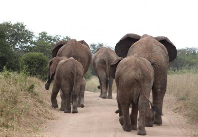 7 Days Northern Tanzania Lodges Safari