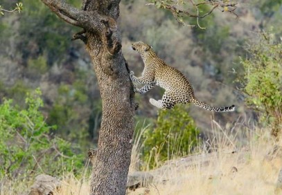Short Tanzania Wildlife Safari