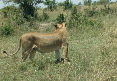 3-Day Masai Mara Budget Safari