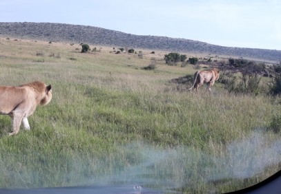 Nakuru, Naivasha, Masai Mara Safari