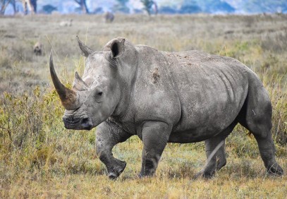 4-Day Masai Mara – Lake Nakuru Budget Safari