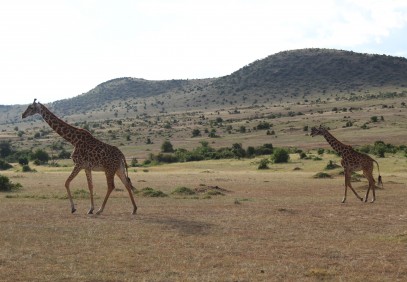 4-Day Masai Mara Lake Nakuru Safari
