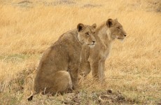 4-Day Central Kalahari Game Reserve and Nxai Pan Safari
