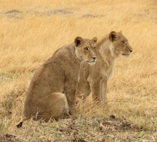 4-Day Central Kalahari Game Reserve and Nxai Pan Safari