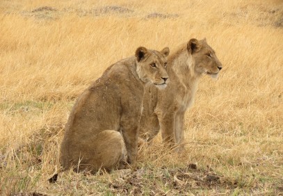 4-Day Central Kalahari Game Reserve and Nxai Pan Safari