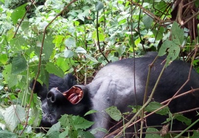 Uganda Jungle Journey