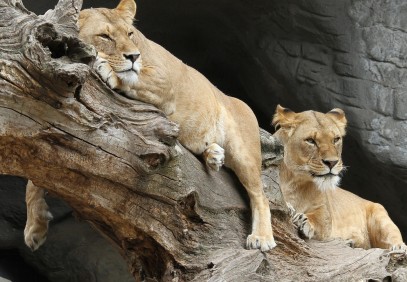 4-Day Tanzania Wildlife Safari