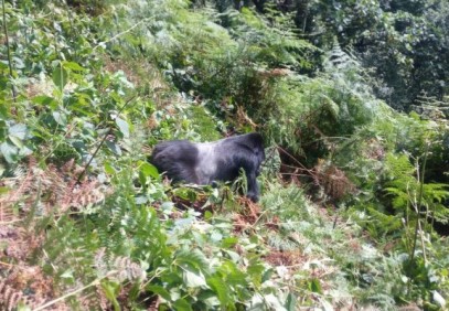 3-Day Gorilla Tracking & Lake Bunyonyi