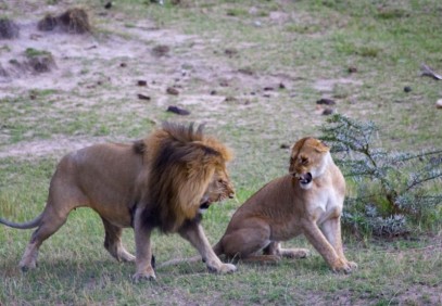 Perfect Maasai Mara Safari Adventure