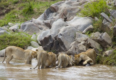 Amazing Budget Safari in Kenya