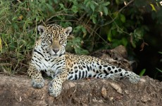 Tanzania Highlights Safari 7-Days