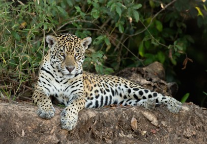 Tanzania Highlights Safari 7-Days