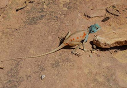 Jordan Nature & History