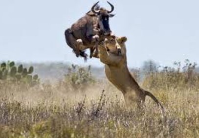Big Five Safari Kenya & Tanzania