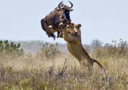 Big Five Safari Kenya & Tanzania