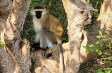 5 Days Rwanda Uganda Adventure