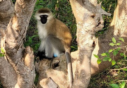 5 Days Rwanda Uganda Adventure