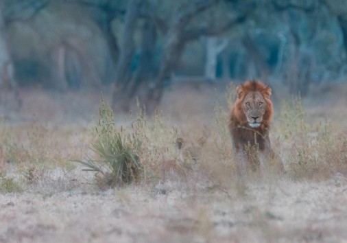 Lion And Lionness
