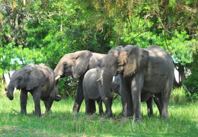 Game Viewing & Chimpanzee Trek