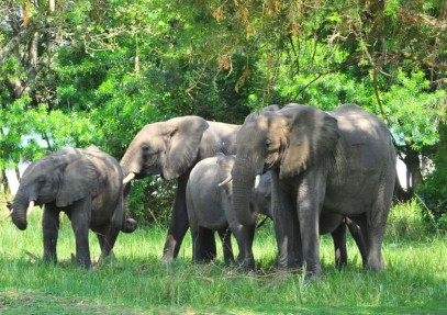 Game Viewing & Chimpanzee Trek
