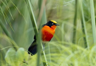 Rwanda Birding Safari
