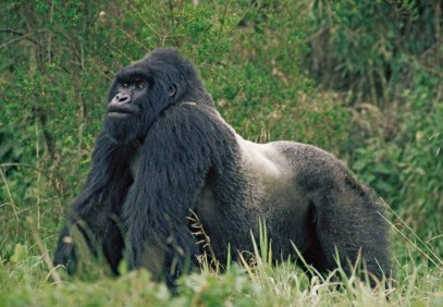 7-Day Best of Rwanda Safari