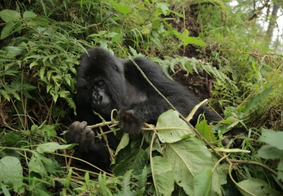 Gorilla Trekking in Rwanda