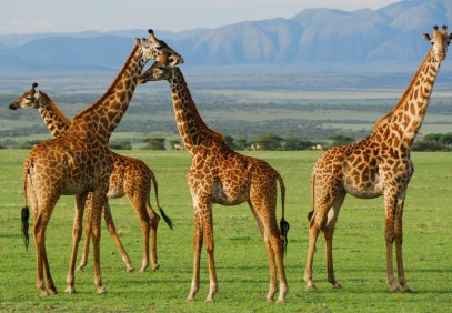 3-Day Tanzania Wilderness Safari