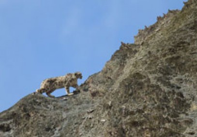 Grey Ghost Of The Himalayas