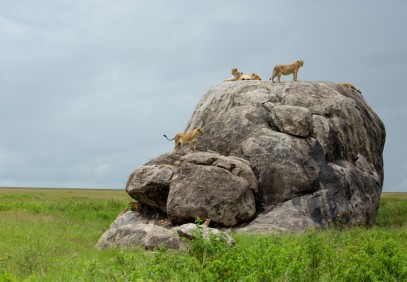 Combined Kenya & Tanzania Safari