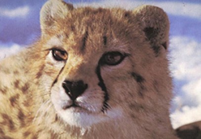 Talesh Hyrcanian Forests Safari
