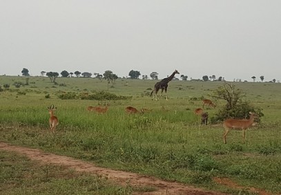10-Day Wildlife & Walk Safari in Uganda
