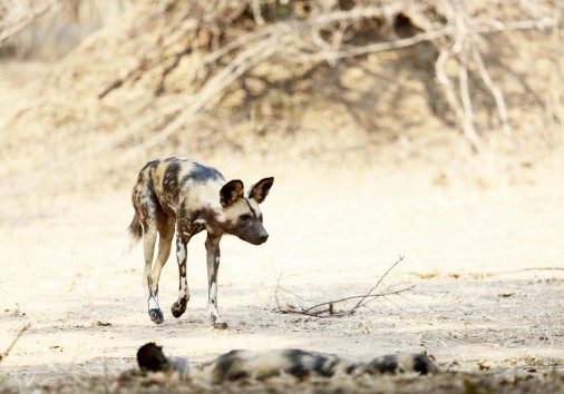 Wild Dogs