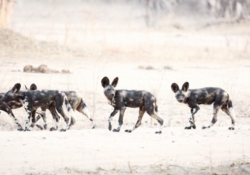 Wild Dogs In Mana Pools