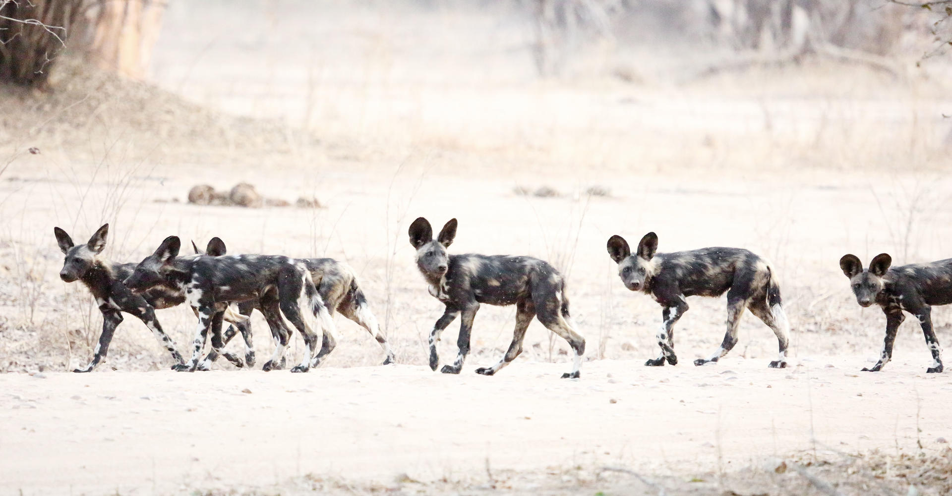 Wild Dogs In Mana Pools