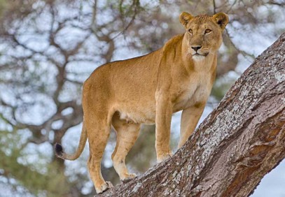 5-Day Serengeti Big Five Safari