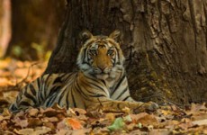 Tiger Jungles Of Central India