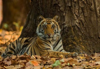 Tiger Jungles Of Central India