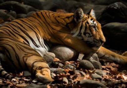 The Land of Trumpets & Roars – Corbett