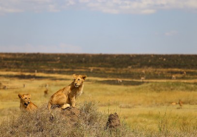 6-Day Best Tanzania Safari