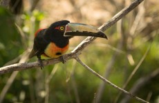 Northern Colombia Birding Trail