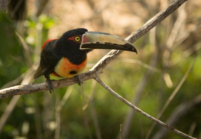 Northern Colombia Birding Trail