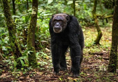 6 Days-Uganda Gorilla & Chimpanzee Safari