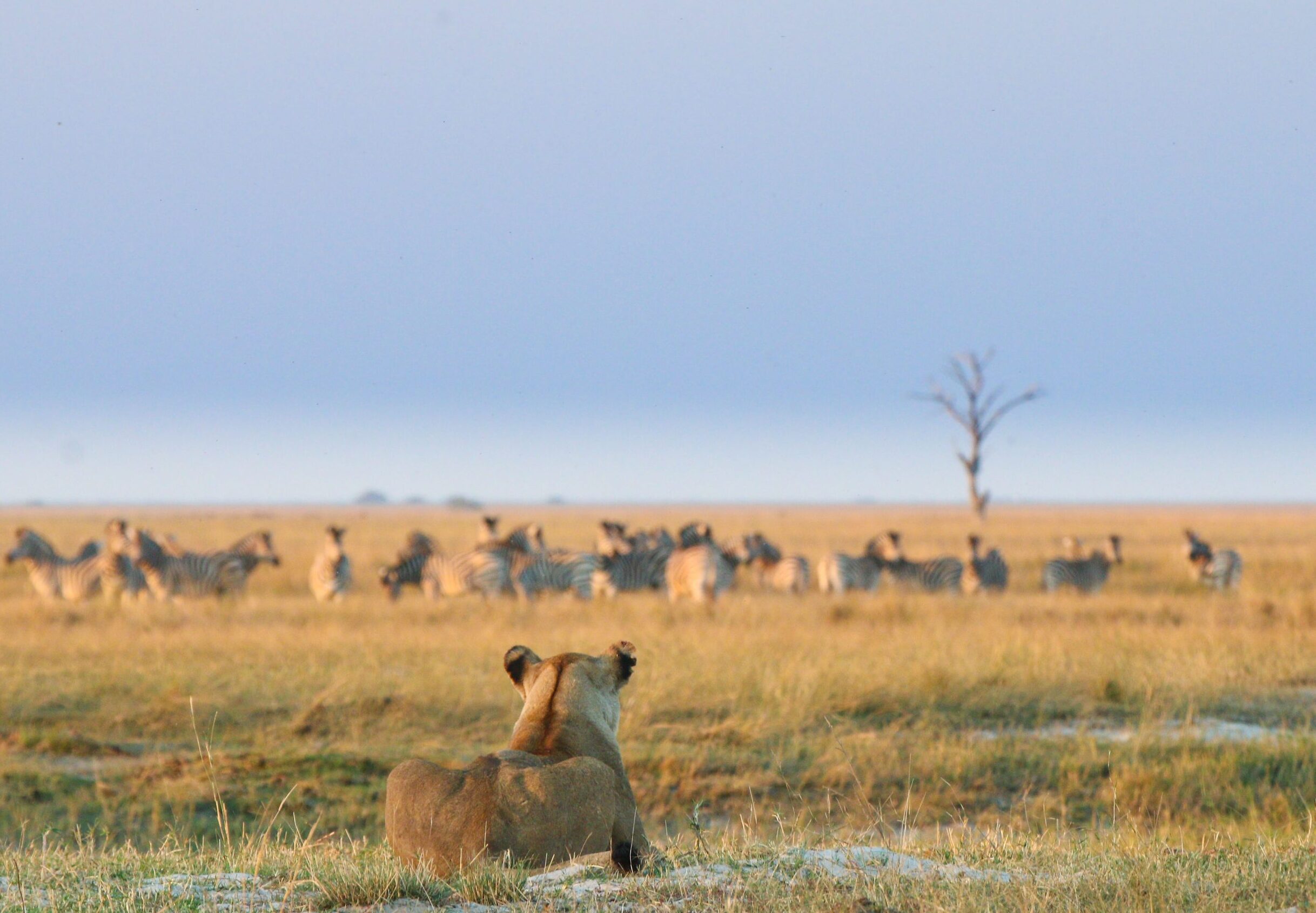 9-Day Best of Botswana Experience