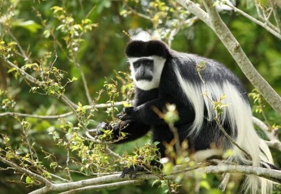 Rwanda Wildlife and Gorilla Safari