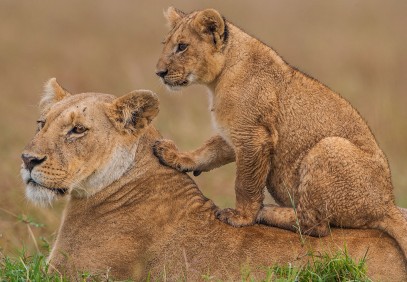 Classic Best Adventures in Kenya and Tanzania