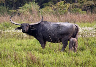 Bird Watching in Koshi Tappu & Chitwan National Park