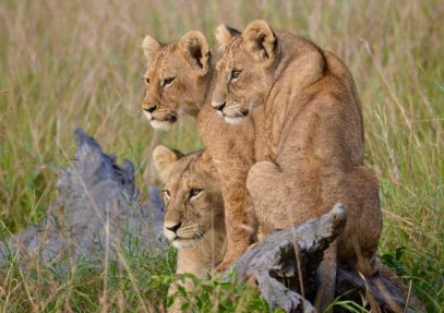 4-Day Safari to Manyara, Ngorongoro and Serengeti