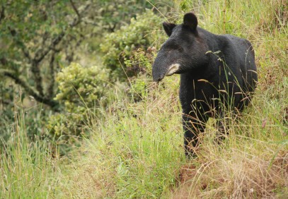 Trek Tapir