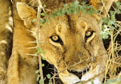 The Masai Mara Safari